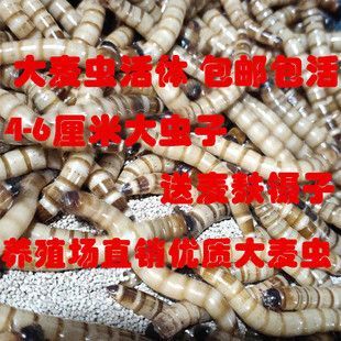 金龍魚飼料價(jià)格對比分析：金龍魚飼料價(jià)格對比