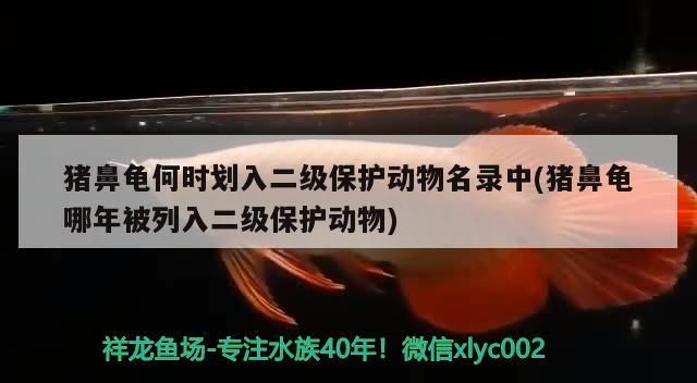 豬鼻龜何時劃入二級保護動物名錄中(豬鼻龜哪年被列入二級保護動物)