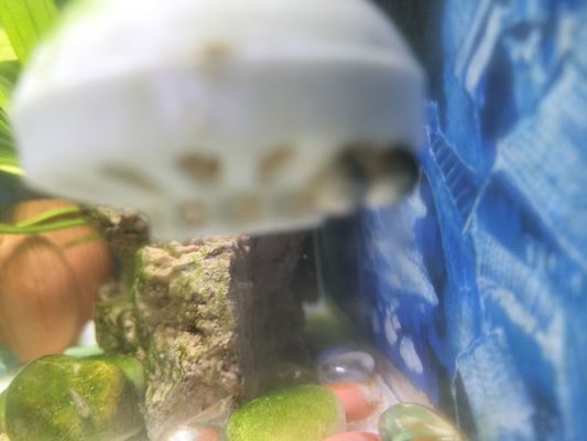 金龍魚(yú)超級(jí)硝化細(xì)菌vs祥龍魚(yú)場(chǎng)：金龍魚(yú)超級(jí)硝化細(xì)菌pk祥龍魚(yú)場(chǎng)