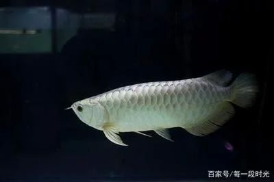 龍魚缸冬天應該保持多少水溫合適vs祥龍魚場：龍魚冬季養護技巧，龍魚過冬注意事項， 龍魚缸冬天應該保持多少水溫合適vs祥龍魚場：龍魚冬季養護技巧，龍魚過冬注意事項， vs祥龍魚場 第4張