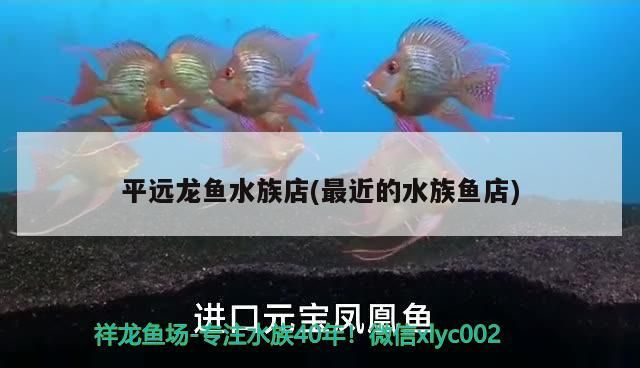 平遠龍魚水族店(最近的水族魚店)