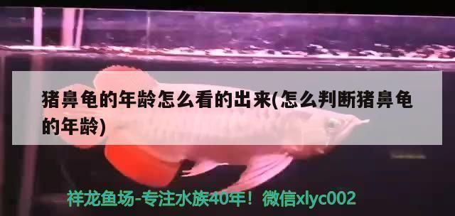 豬鼻龜養公的好還是母的好？：豬鼻龜養公母豬鼻龜如何區分公母，豬鼻龜什么時候繁殖