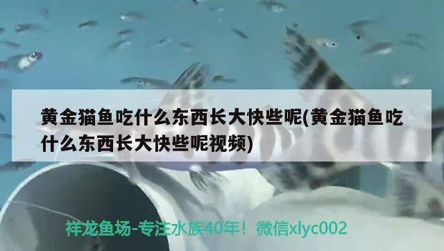 黃金貓魚吃什么東西長大快些呢(黃金貓魚吃什么東西長大快些呢視頻)