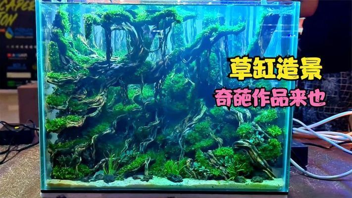60魚缸造景獲獎：60魚缸造景的實(shí)例分析 60魚缸造景獲獎：60魚缸造景的實(shí)例分析 魚缸百科 第1張