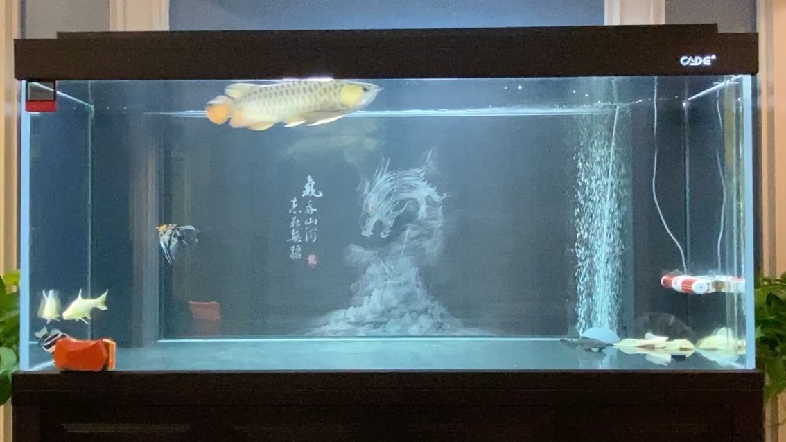 六枝特區奇趣觀賞魚店