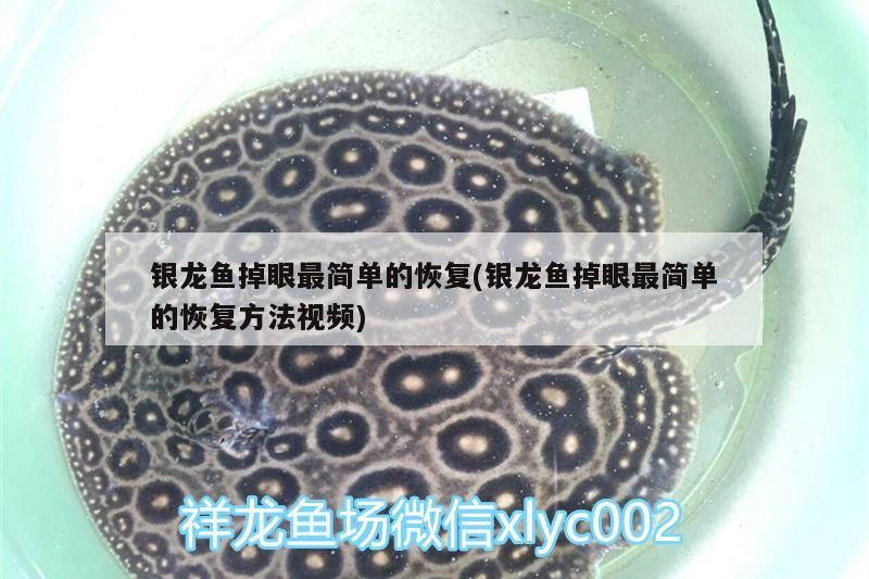 銀龍魚掉眼最簡單的恢復(銀龍魚掉眼最簡單的恢復方法視頻)