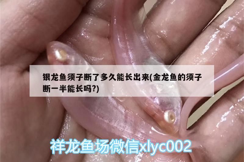 魚缸 銀龍魚須子斷了多久能長出來(金龍魚的須子斷一半能長嗎?) 銀龍魚百科 銀龍魚須子斷了多久能長出來(金龍魚的須子斷一半能長嗎?) 銀龍魚須子斷了多久能長出來(金龍魚的須子斷一半能長嗎?) 銀龍魚百科