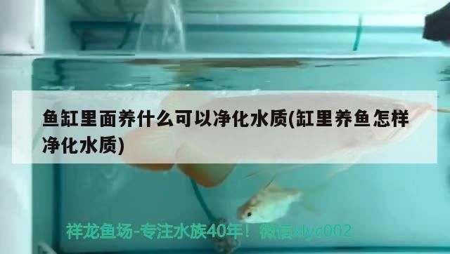 魚缸里面養什么可以凈化水質(缸里養魚怎樣凈化水質)