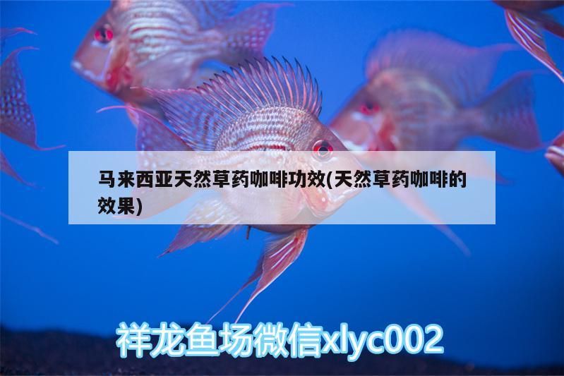 馬來西亞天然草藥咖啡功效(天然草藥咖啡的效果)