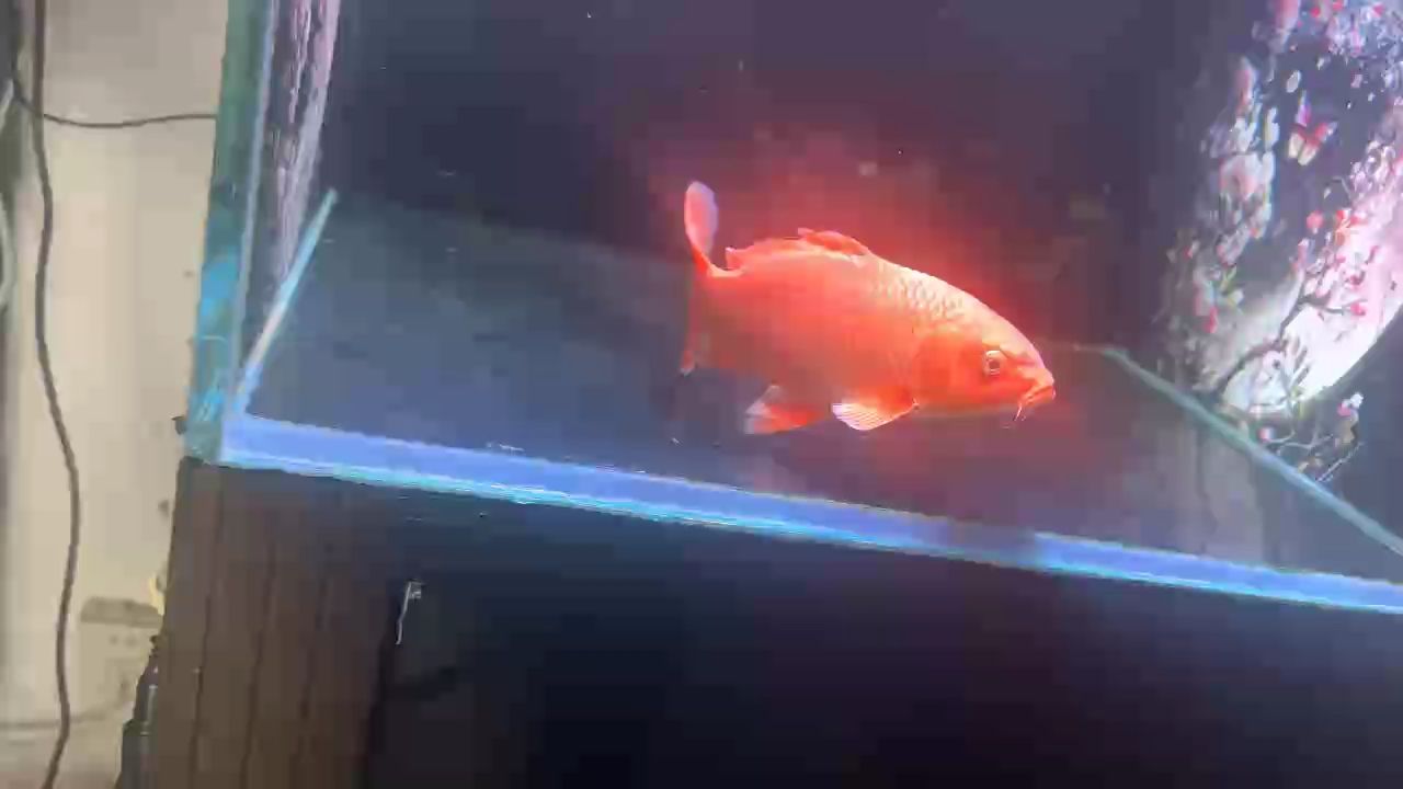 優雅永不過時#蝴蝶鯉 優雅永不過時#蝴蝶鯉 龍魚論壇