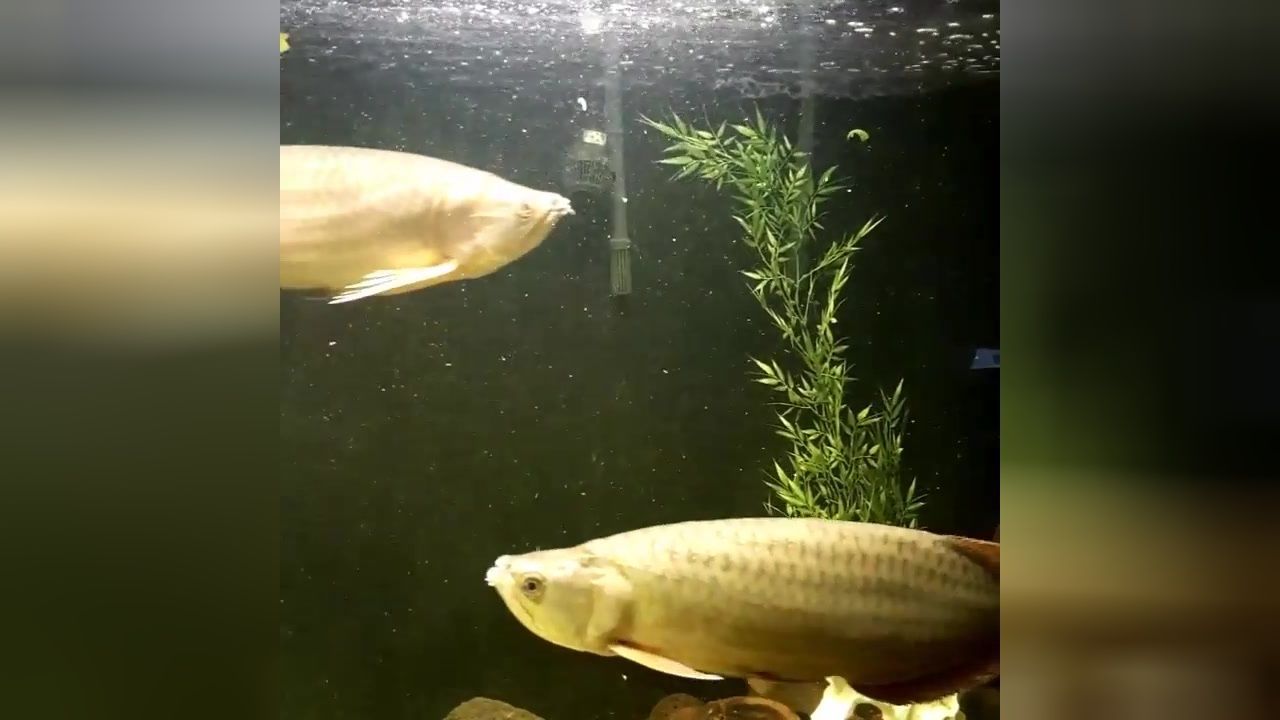 星點金龍魚飼料營養成分對比：星點金龍魚飼料營養成分對比星點金龍魚飼料價格比較