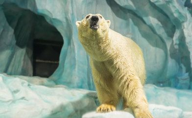 成都水族館在哪里（成都水族館親子活動(dòng)安排）