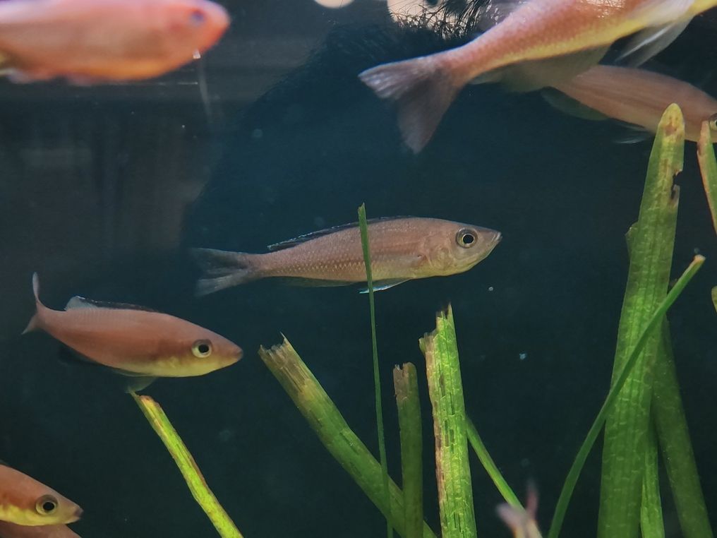 劍沙繁殖 劍沙繁殖 龍魚論壇 第1張