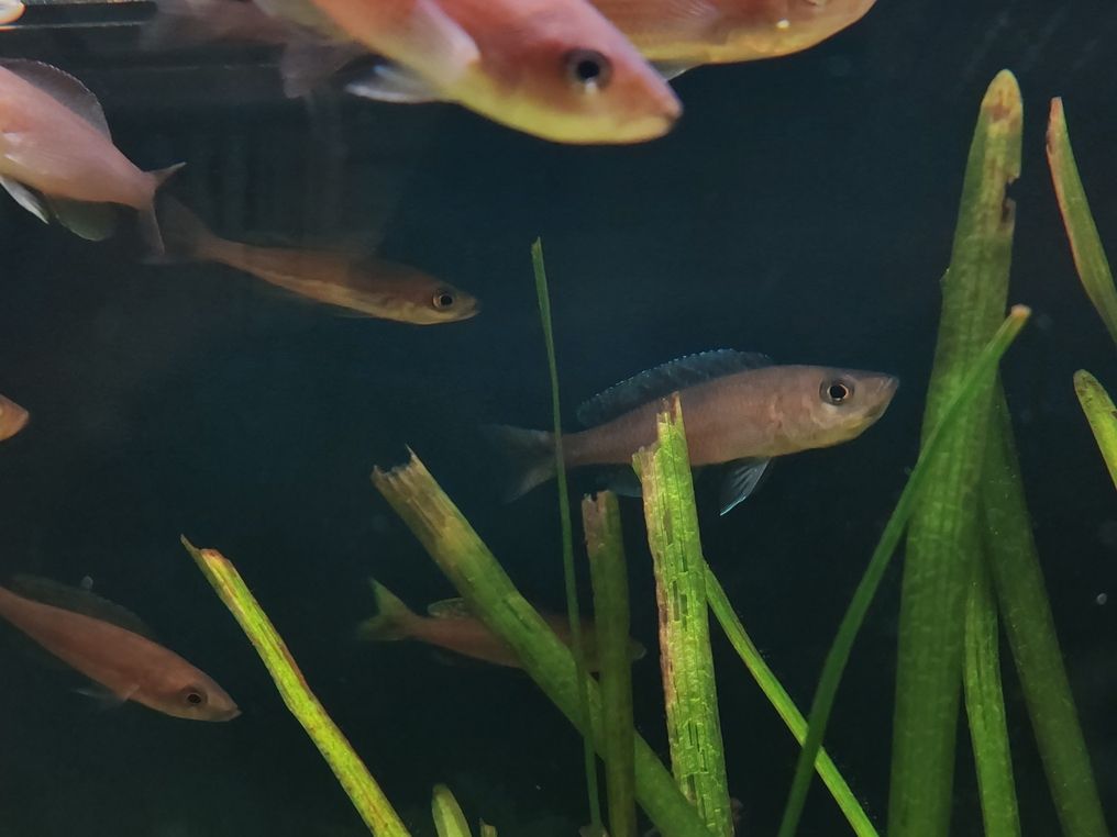 劍沙繁殖 劍沙繁殖 龍魚論壇 第2張