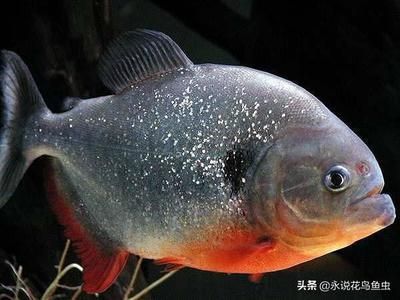 23條魚,每個魚缸放5條,可以放滿幾個魚缸：一個魚缸可以放滿幾個魚缸，每個魚缸可以放多少條魚 23條魚,每個魚缸放5條,可以放滿幾個魚缸：一個魚缸可以放滿幾個魚缸，每個魚缸可以放多少條魚 魚缸百科 第1張