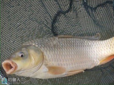 23條魚,每個魚缸放5條,可以放滿幾個魚缸：一個魚缸可以放滿幾個魚缸，每個魚缸可以放多少條魚 23條魚,每個魚缸放5條,可以放滿幾個魚缸：一個魚缸可以放滿幾個魚缸，每個魚缸可以放多少條魚 魚缸百科 第2張