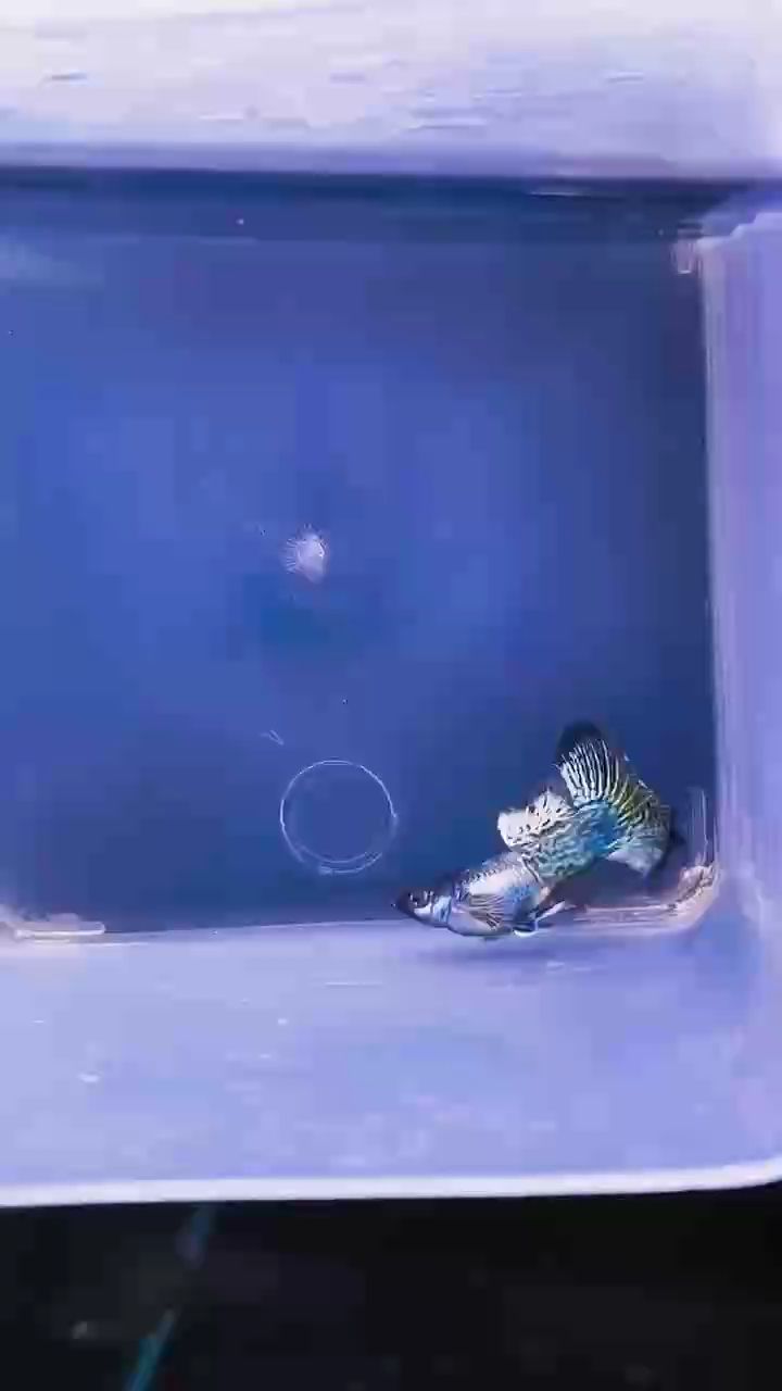 金龍孔雀魚#孔雀魚#高端孔雀魚#稀有孔雀魚
