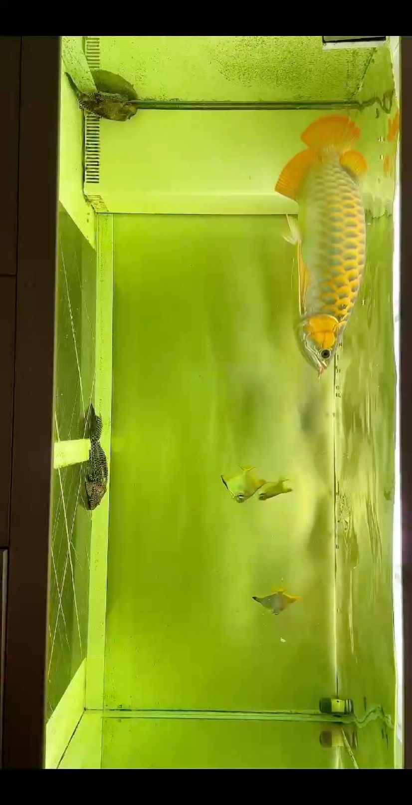 魚缸用增氧泵價格是多少:魚缸增氧機-xtrac增氧機-xtrac增氧機 最近喂的有點多了 太肥了 龍魚論壇 最近喂的有點多了 太肥了 最近喂的有點多了 太肥了 龍魚論壇