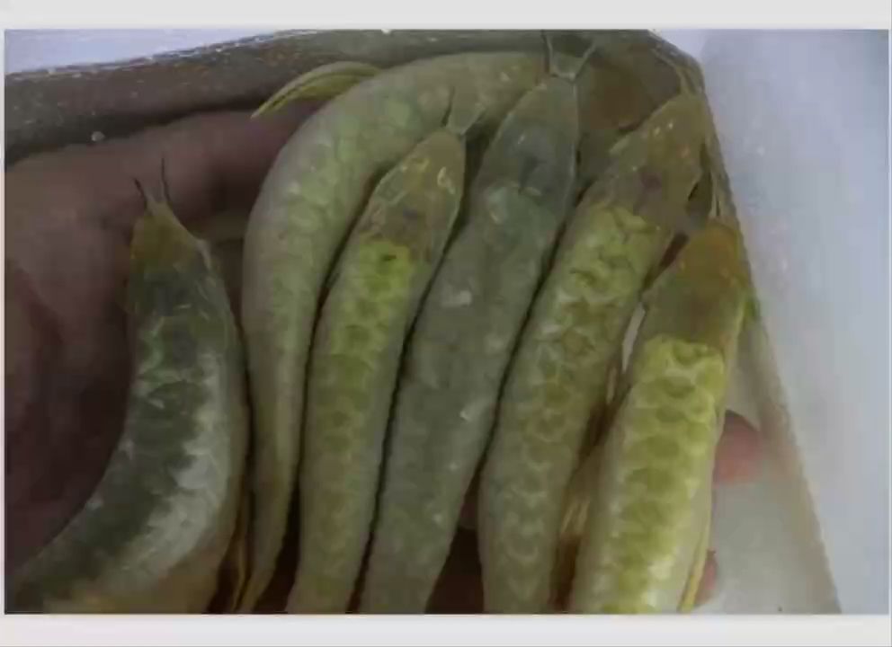 魚缸過濾器選購(gòu)指南:自制魚缸過濾器魚缸上置過濾器對(duì)于養(yǎng)魚愛好者的必備知識(shí) 分缸 龍魚論壇 分缸 分缸 龍魚論壇