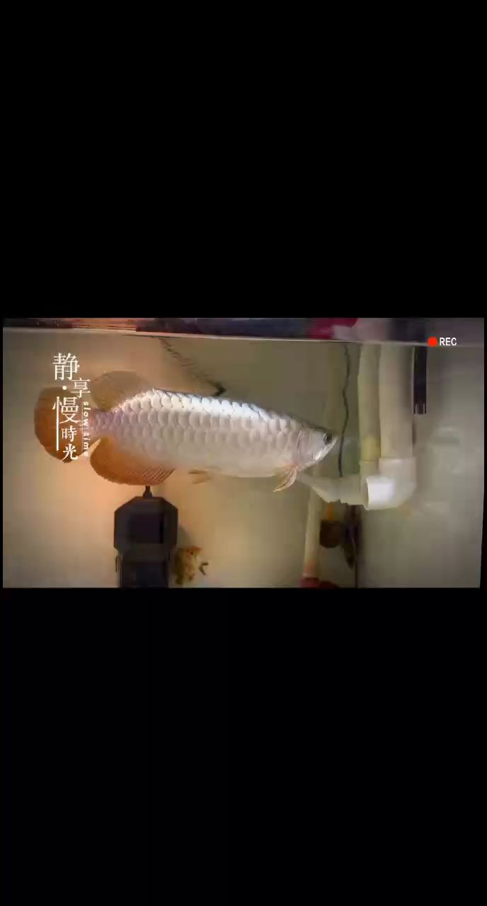 273天，繼續記錄