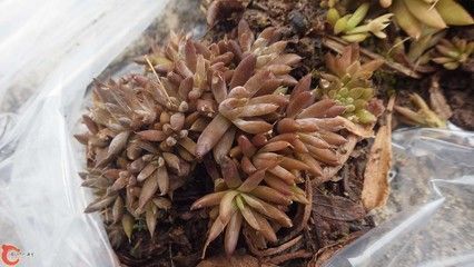 臺灣吻蝦虎能長到多大：臺灣吻蝦虎可以長到10公分，最大體型可達10公分