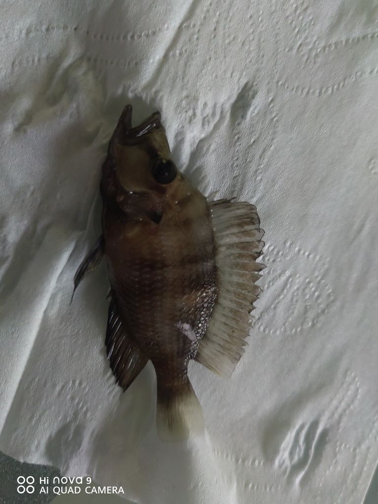 魚缸用增氧泵價格是多少:魚缸增氧機-xtrac增氧機-xtrac增氧機 歸湖了! 龍魚論壇 歸湖了! 歸湖了! 龍魚論壇