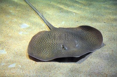 魟魚肚子上有個黑點(diǎn)是什么？：魟魚肚子上有個黑點(diǎn)是什么[需手動填充]魚肚子上有個黑點(diǎn)是什么