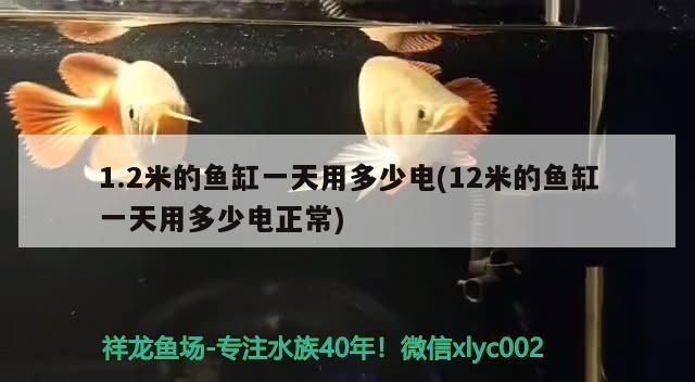 1.2米的魚缸一天用多少電(12米的魚缸一天用多少電正常) 1.2米的魚缸一天用多少電(12米的魚缸一天用多少電正常) 金龍魚百科 第2張