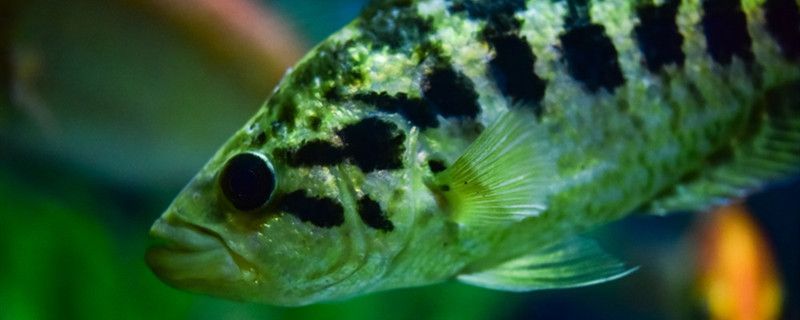 合肥瑤海區好心情園藝店 合肥瑤海區好心情園藝店 全國水族館企業名錄 第2張