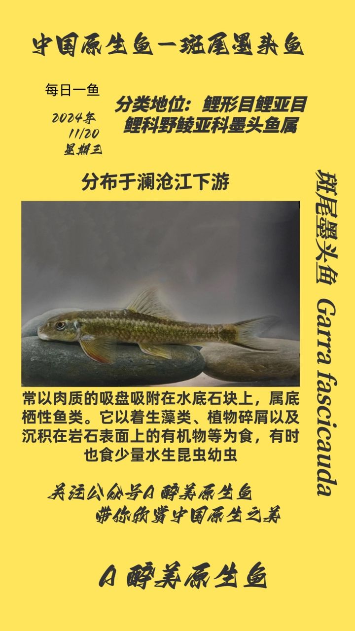 斑尾墨頭魚 斑尾墨頭魚 龍魚論壇