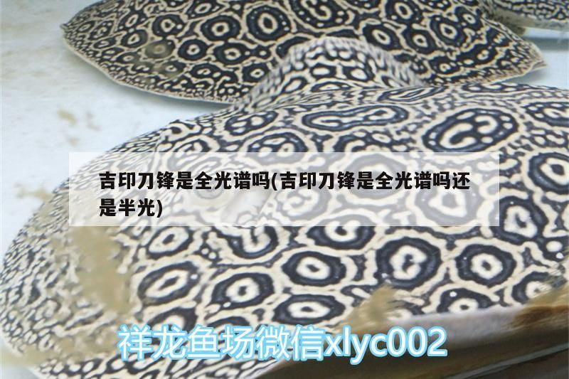 吉印刀鋒是全光譜嗎(吉印刀鋒是全光譜嗎還是半光)