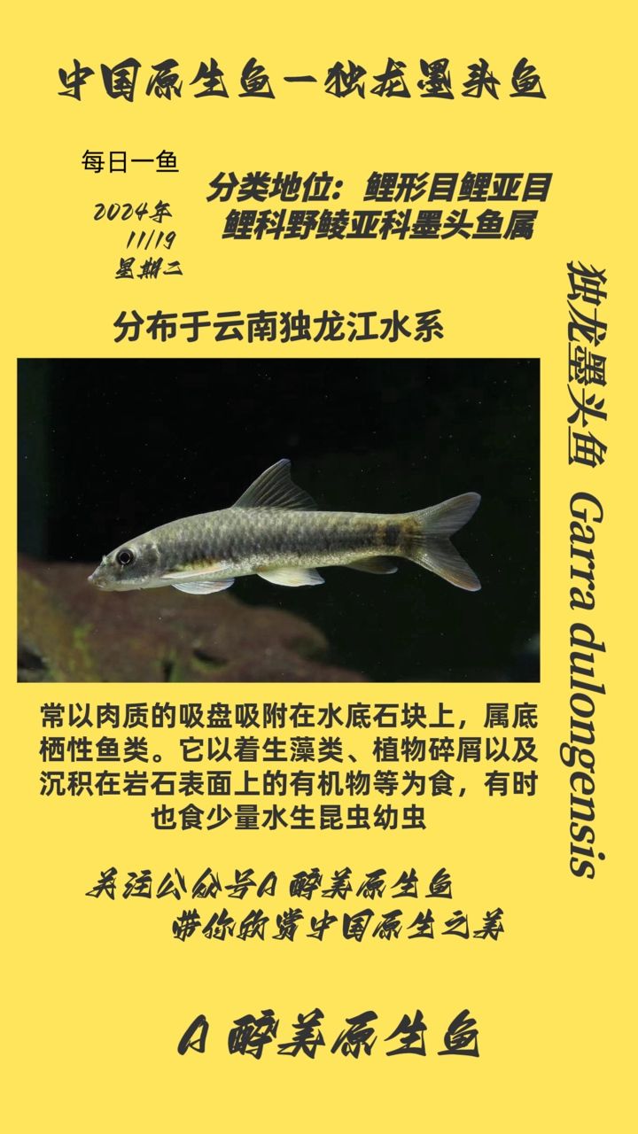 獨龍墨頭魚