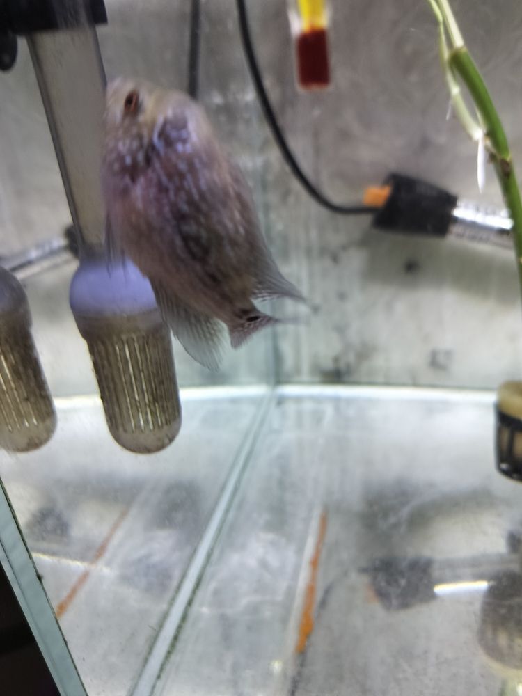 羅漢苗初長成