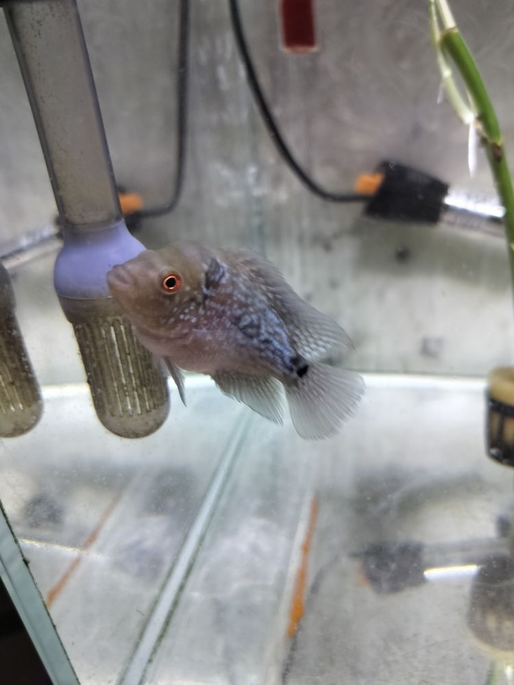 羅漢苗初長成