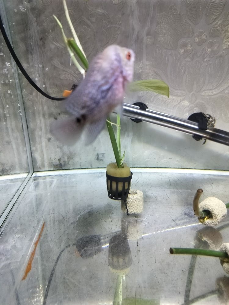 羅漢苗初長成