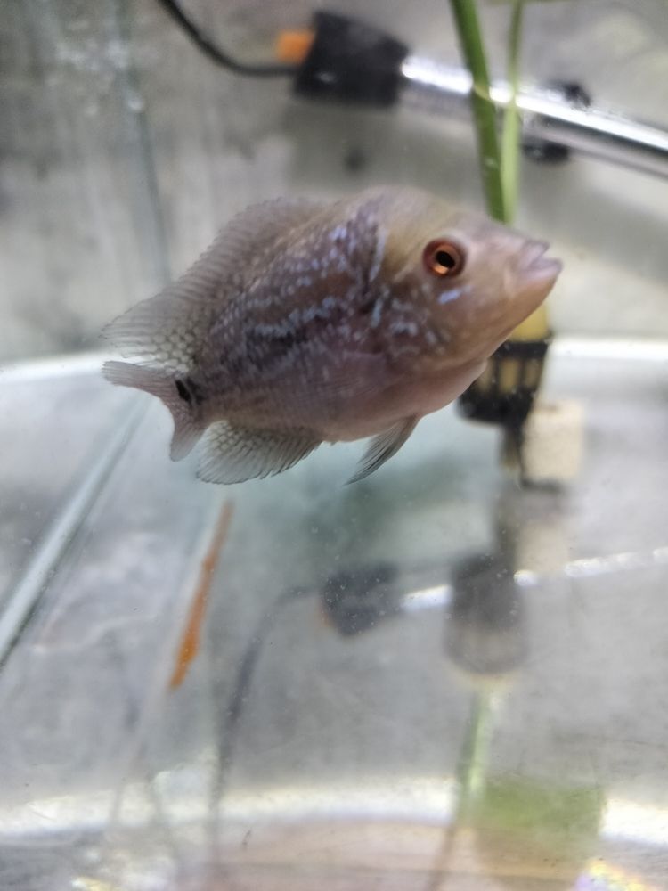 羅漢苗初長成