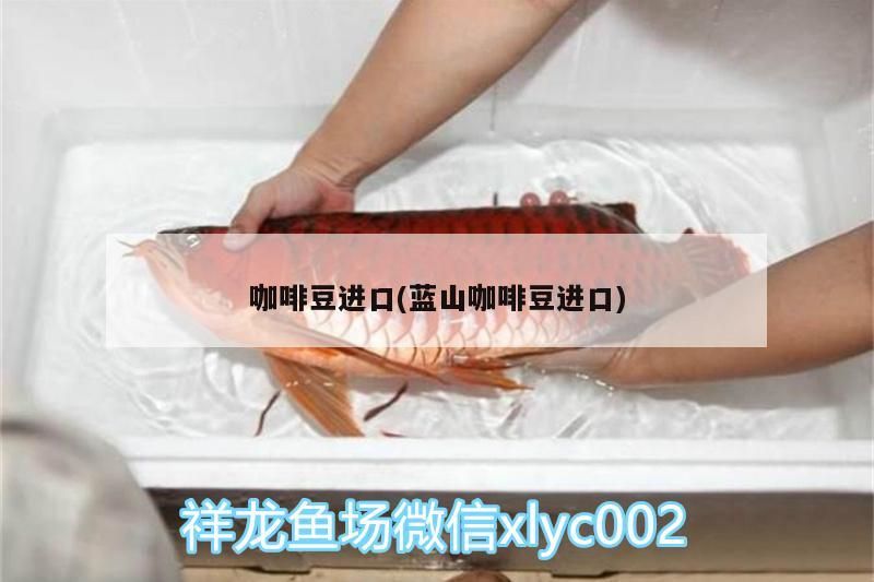 咖啡豆進(jìn)口(藍(lán)山咖啡豆進(jìn)口) 咖啡豆進(jìn)口(藍(lán)山咖啡豆進(jìn)口) 馬來(lái)西亞咖啡