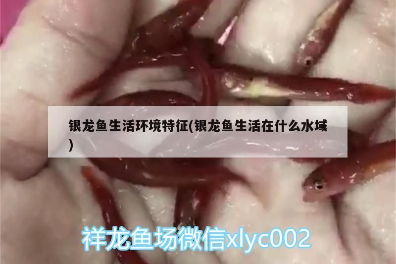 銀龍魚生活環(huán)境特征(銀龍魚生活在什么水域)