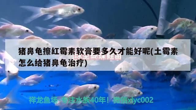 豬鼻龜擦紅霉素軟膏要多久才能好呢(土霉素怎么給豬鼻龜治療)