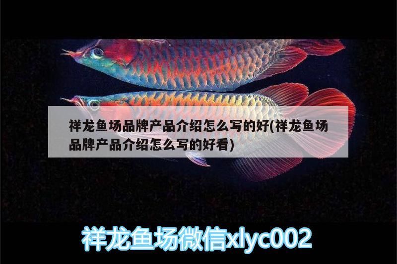祥龍魚場品牌產品介紹怎么寫的好(祥龍魚場品牌產品介紹怎么寫的好看) 祥龍魚場品牌產品介紹怎么寫的好(祥龍魚場品牌產品介紹怎么寫的好看) vs祥龍魚場