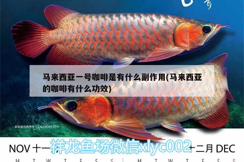 馬來(lái)西亞一號(hào)咖啡是有什么副作用(馬來(lái)西亞的咖啡有什么功效) 馬來(lái)西亞一號(hào)咖啡是有什么副作用(馬來(lái)西亞的咖啡有什么功效) 馬來(lái)西亞咖啡