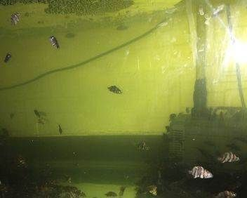 印尼虎魚水體要求：印尼虎魚對水質(zhì)的要求