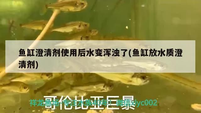 龍魚尾巴有點(diǎn)爛加鹽加多少水vs祥龍魚場：龍魚尾巴爛掉怎么辦