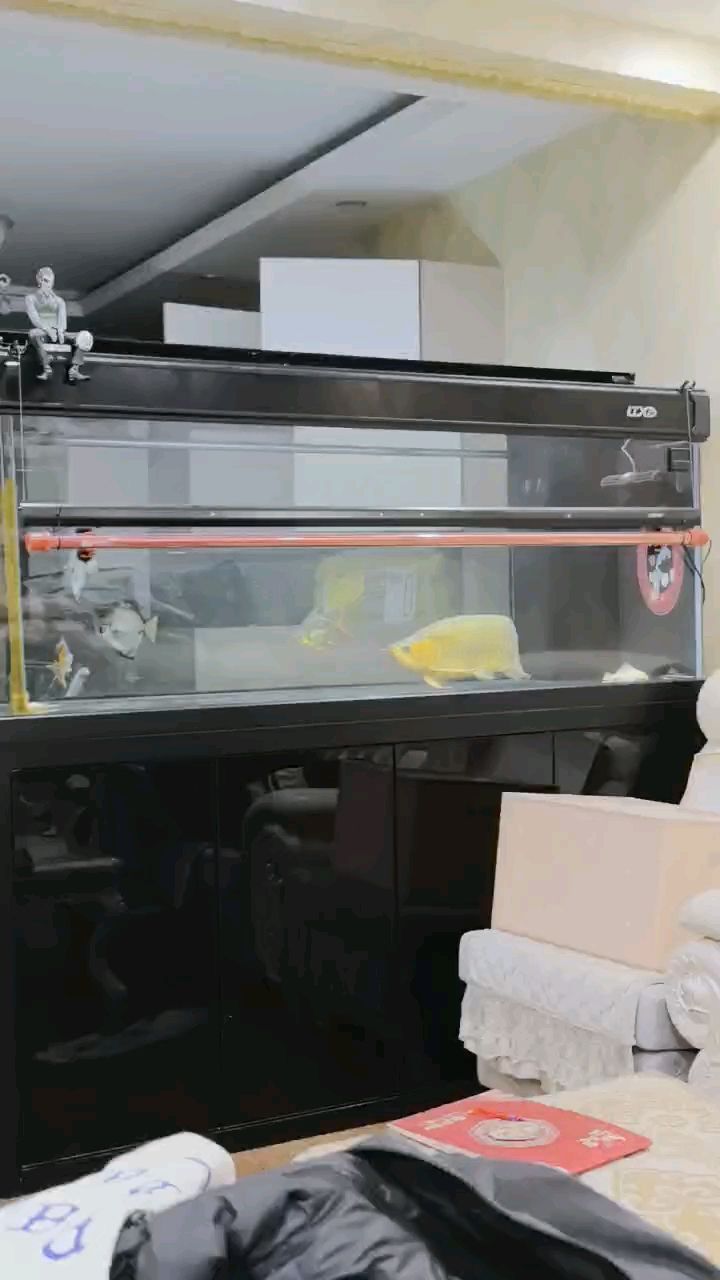 魚缸過濾器選購指南:自制魚缸過濾器魚缸上置過濾器對于養魚愛好者的必備知識 挺好,慢慢來吧 龍魚論壇 挺好,慢慢來吧 挺好,慢慢來吧 龍魚論壇