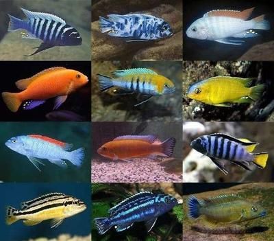 公司觀賞魚養什么好（辦公室養魚風水指南在辦公室養魚風水指南在辦公室養魚）