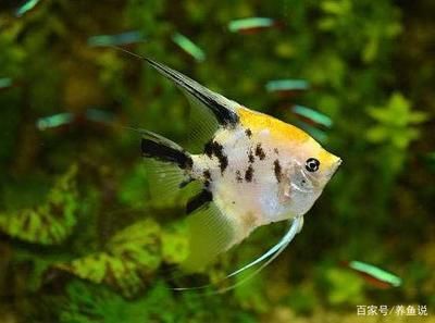 龍魚不吃什么魚 龍魚不吃什么魚 龍魚百科 第1張