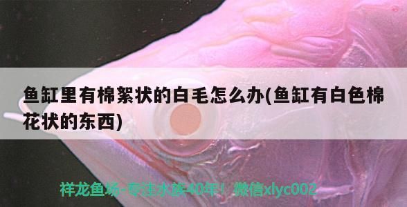 魚缸過濾器選購指南:自制魚缸過濾器魚缸上置過濾器對于養魚愛好者的必備知識 魚缸里有棉絮狀的白毛怎么辦(魚缸有白色棉花狀的東西) 九鼎魚缸 魚缸里有棉絮狀的白毛怎么辦(魚缸有白色棉花狀的東西) 魚缸里有棉絮狀的白毛怎么辦(魚缸有白色棉花狀的東西) 九鼎魚缸