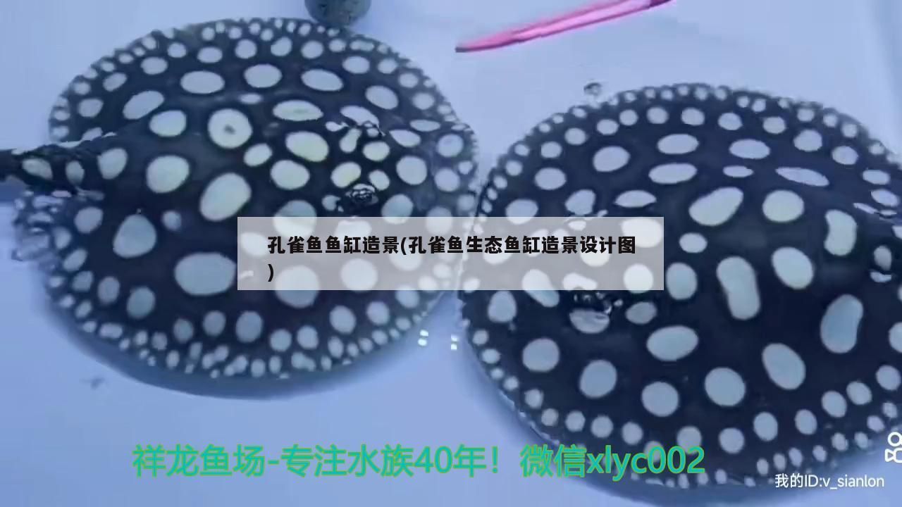 孔雀魚魚缸造景(孔雀魚生態(tài)魚缸造景設(shè)計圖)