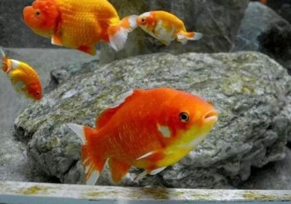 愛(ài)唯希魚(yú)缸代理價(jià)格表圖片大全高清（愛(ài)唯希魚(yú)缸怎么樣）