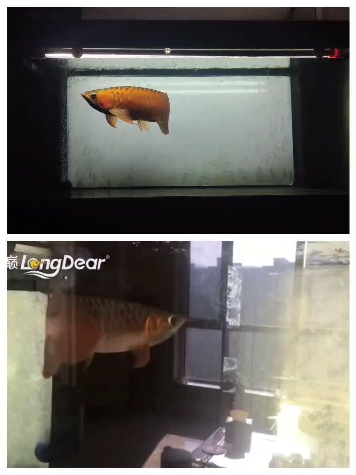 四年了 四年了 龍魚論壇